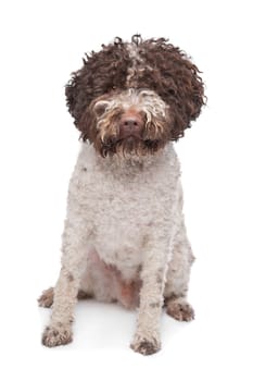 lagotto romagnola dog in front of a white background