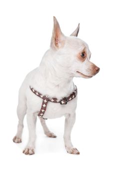 Chihuahua in front of a white background