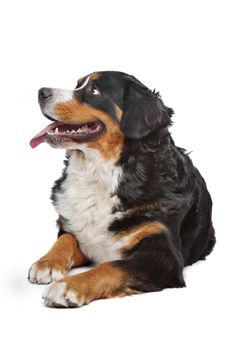 Bernese Mountain Dog in front of a white background