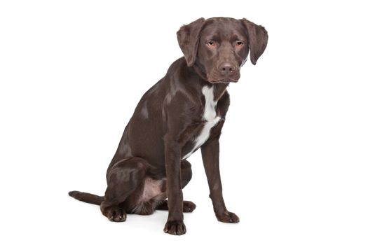 Mixed breed dog. Labrador,Munsterlander