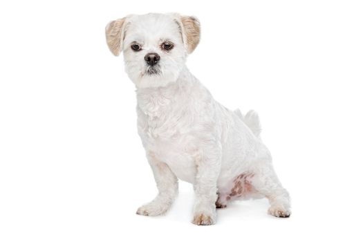 Mixed breed dog.Maltese, Shih Tzu