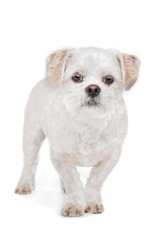 Mixed breed dog.Maltese, Shih Tzu