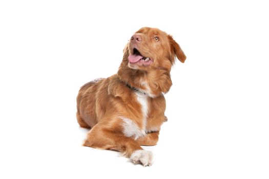 Nova Scotia Duck Tolling Retriever in front of white