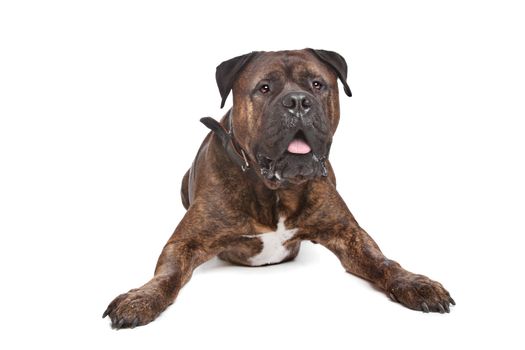 brindle Bullmastiff in front of a white background