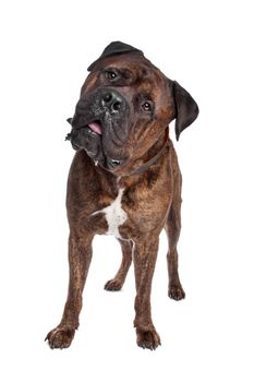 brindle Bullmastiff in front of a white background