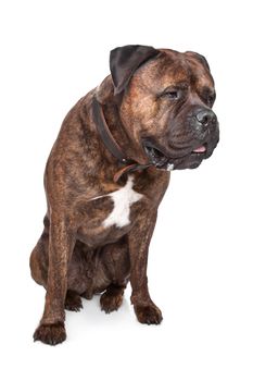 brindle Bullmastiff in front of a white background