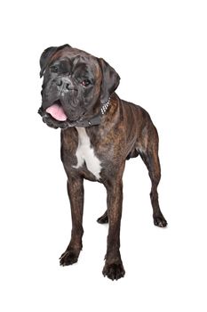 Boxer dog in front of a white background