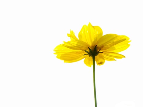Yellow flower of cosmos isolated on white background