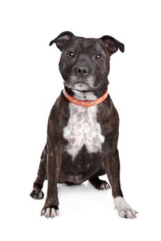 Staffordshire bull terrier in front of a white background