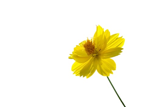 Yellow flower of cosmos isolated on white background