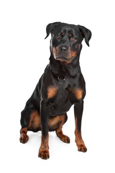 Rottweiler in front of a white background