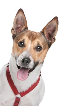 Jack Russel Terrier in front of a white background
