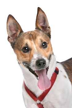 Jack Russel Terrier in front of a white background