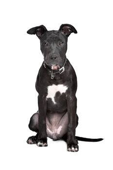 Staffordshire bull terrier puppy in front of white background