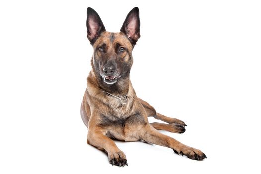 German Shepherd in front of a white background