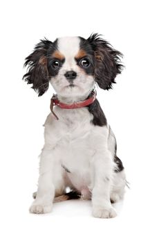 Cavalier King Charles Spaniel in front of a white background
