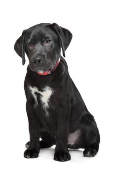 Black Labrador puppy in front of a white background