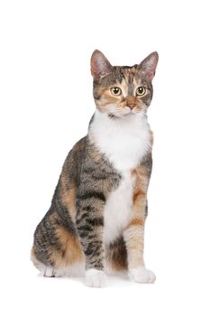 cat in front of a white background