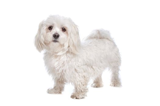 Maltese dog in front of a white background