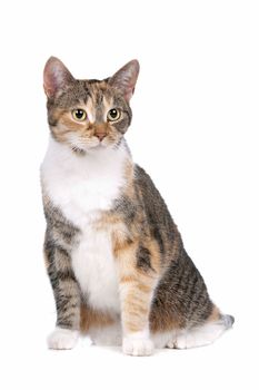 cat in front of a white background