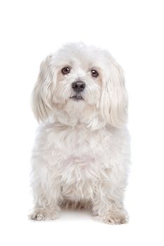 Maltese dog in front of a white background