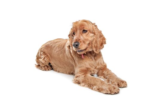 Brown cocker spaniel dog in front of a white background