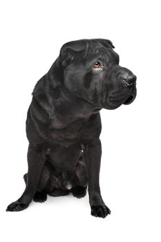 Black shar-Pei in front of a white background