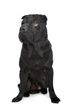 Black shar-Pei in front of a white background