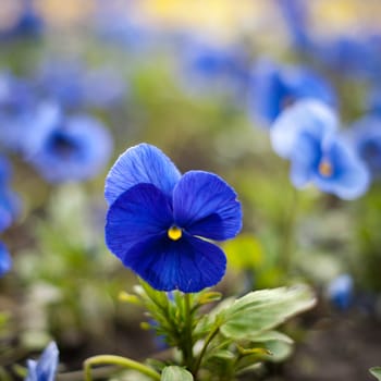 Flowers of Viola Tricolor in the garden