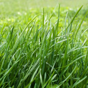  a green grass in the garden