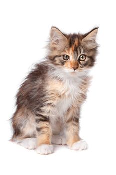 maine coon kitten in front of a white background