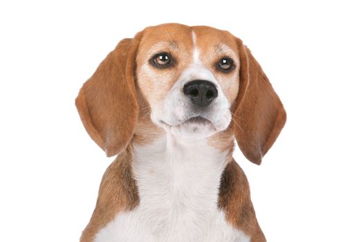 Beagle hound in front of a white background
