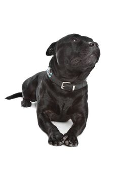 Staffordshire Bull Terrier in front of a white background