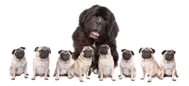 A huge newfoundland dog and eight pugs sitting in a row isolated on a white background