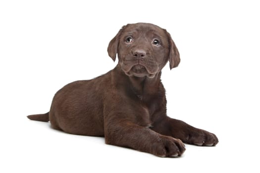 Chocolate Labrador puppy (7 weeks old)