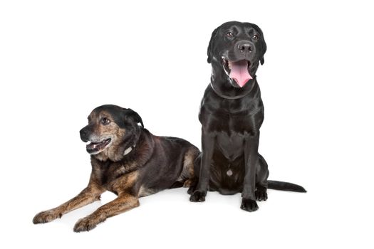 Black Labrador and mixed breed dog in front of a white background