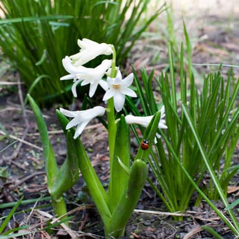 white hyacinth flower and Coccinellidae