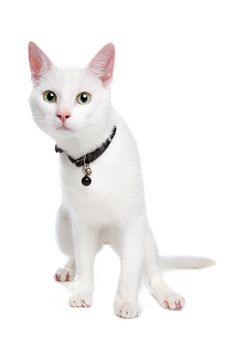 Ragdoll cat with green eyes on white background