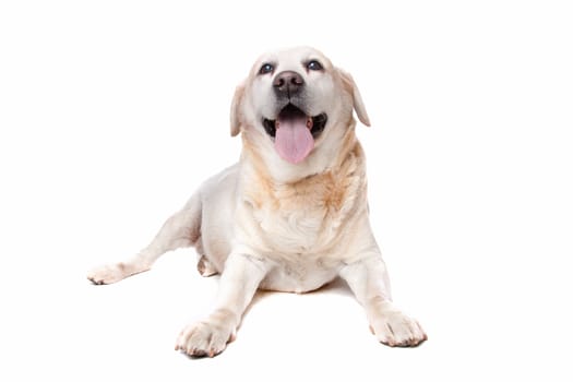 labrador retriever in front of a white background