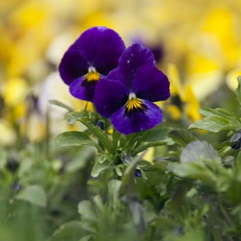 Flowers of Viola Tricolor in the garden