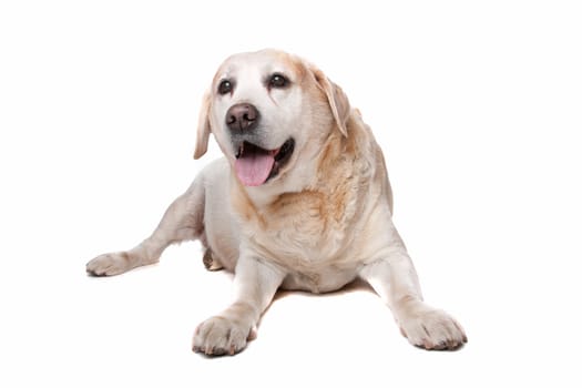 labrador retriever in front of a white background