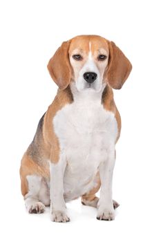 Beagle hound in front of a white background