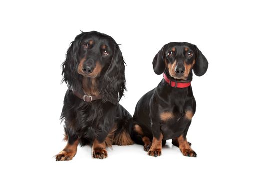 long-haired and smooth dachshund in front of a white background