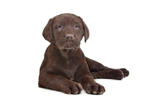 Chocolate Labrador puppy (7 weeks old)