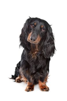 standard long-haired dachshund in front of a white background