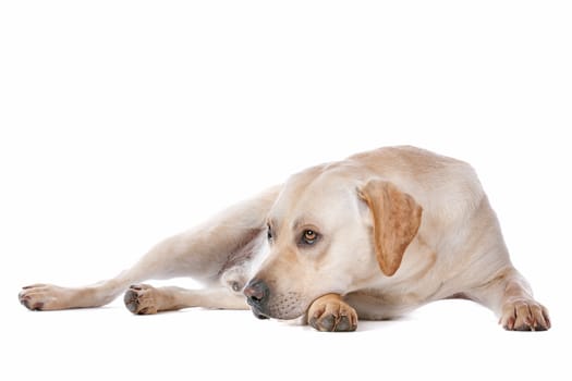 Labrador Retriever in front of a white background