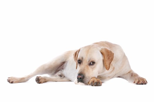Labrador Retriever in front of a white background