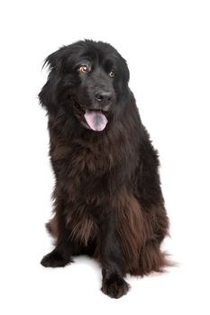 Newfoundland dog in front of a white background