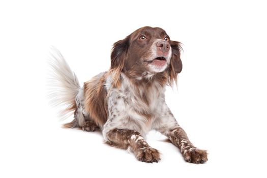 stabyhoun(Frisian Pointer) in front of a white background