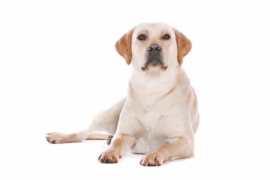 Labrador Retriever in front of a white background